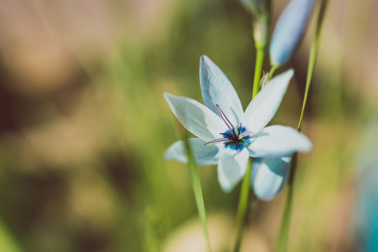 How to Grow Corn Lily — Ixia