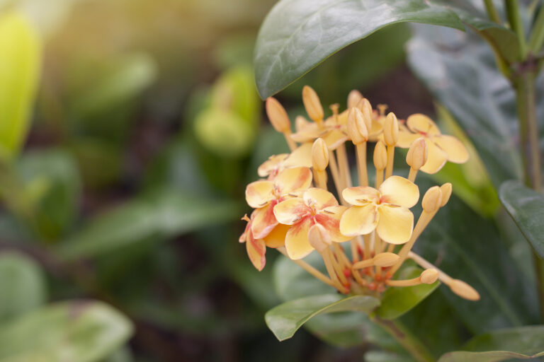 How to Grow Flame of the Woods — Ixora