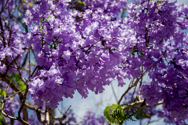 How to Grow Jacaranda