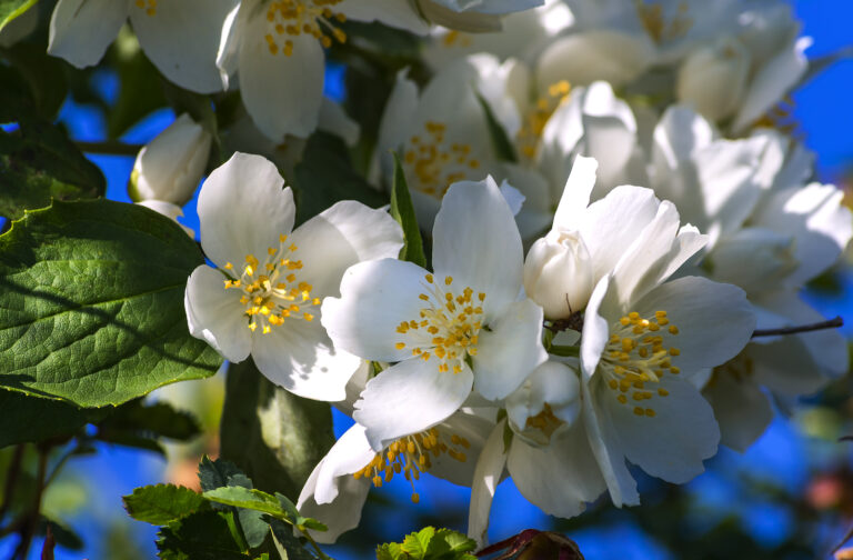 How to Grow Jasminum — Common Jasmine