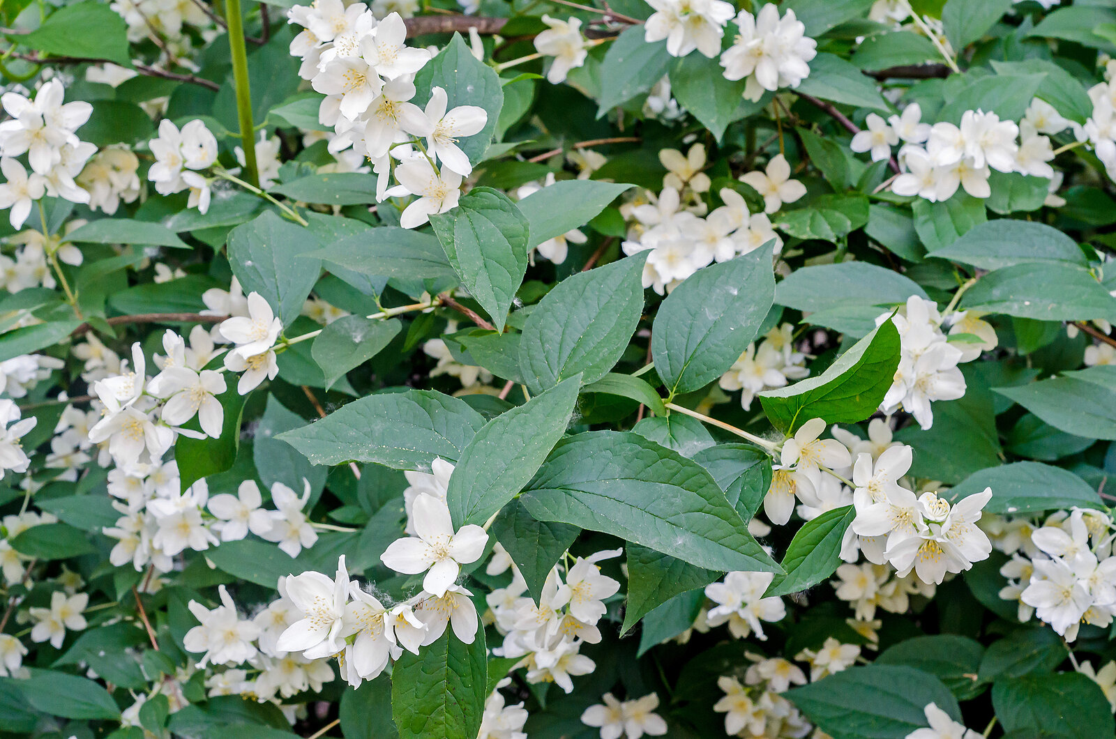 Jasminum grandiflorum