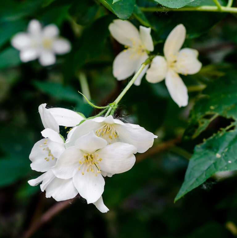 How to Jasminum – Jasmine