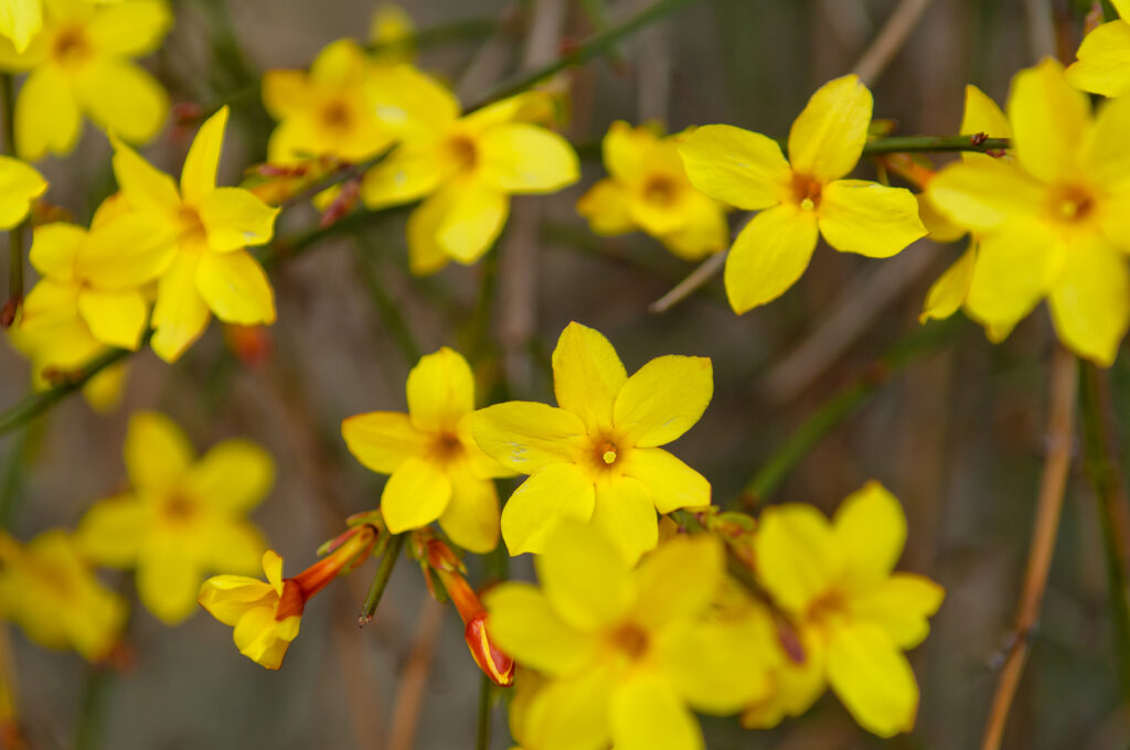 Winter jasmine, Jasminum nudiflorum