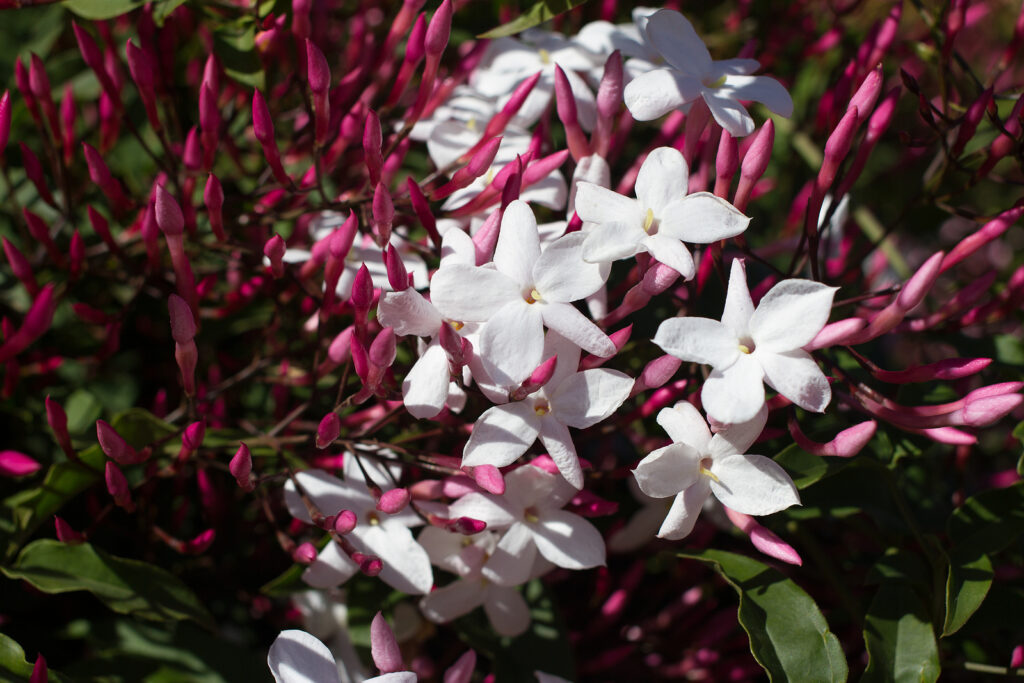 Pink jasmine, Jasminum polyanthum