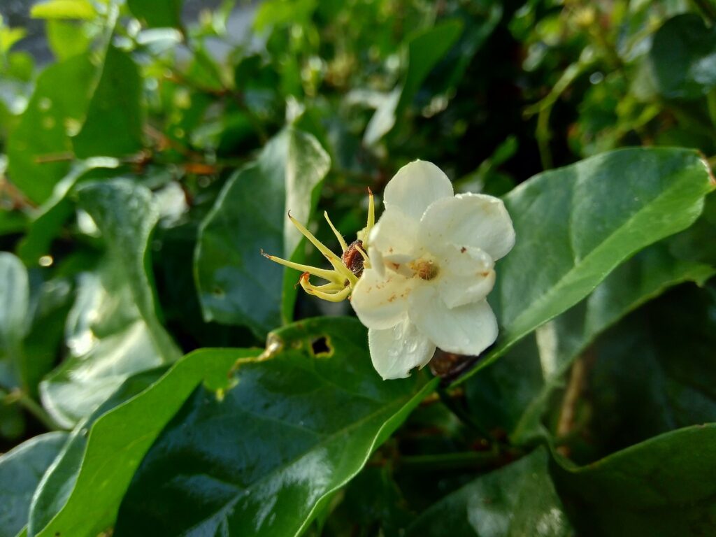Arabian jasmine, Jasminum sambac