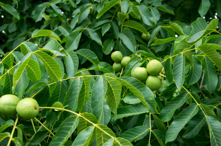 How to Grow Juglans – Black Walnut