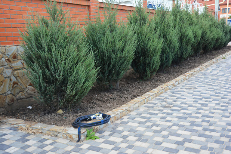 How to Grow Juniper — Juniperus