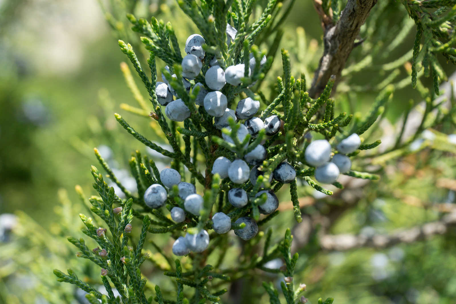 Juniper berries