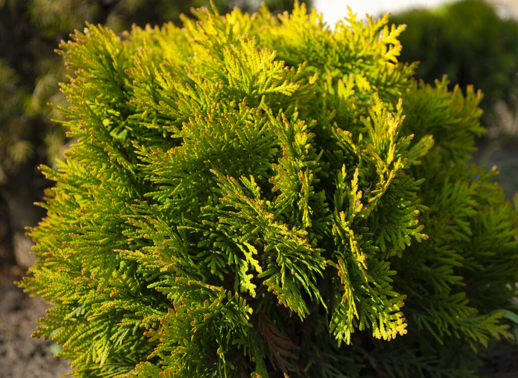 How to Grow Juniperus - Juniper