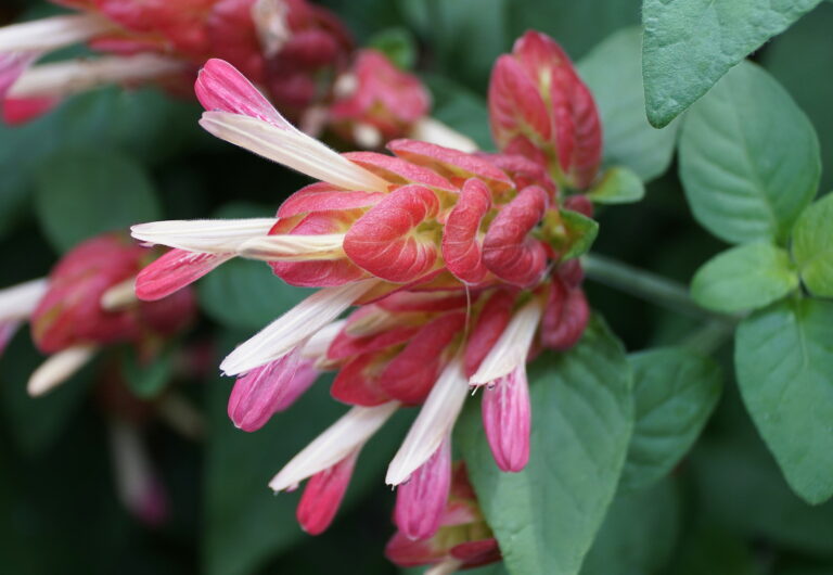 How to Grow Shrimp Plant — Justicia