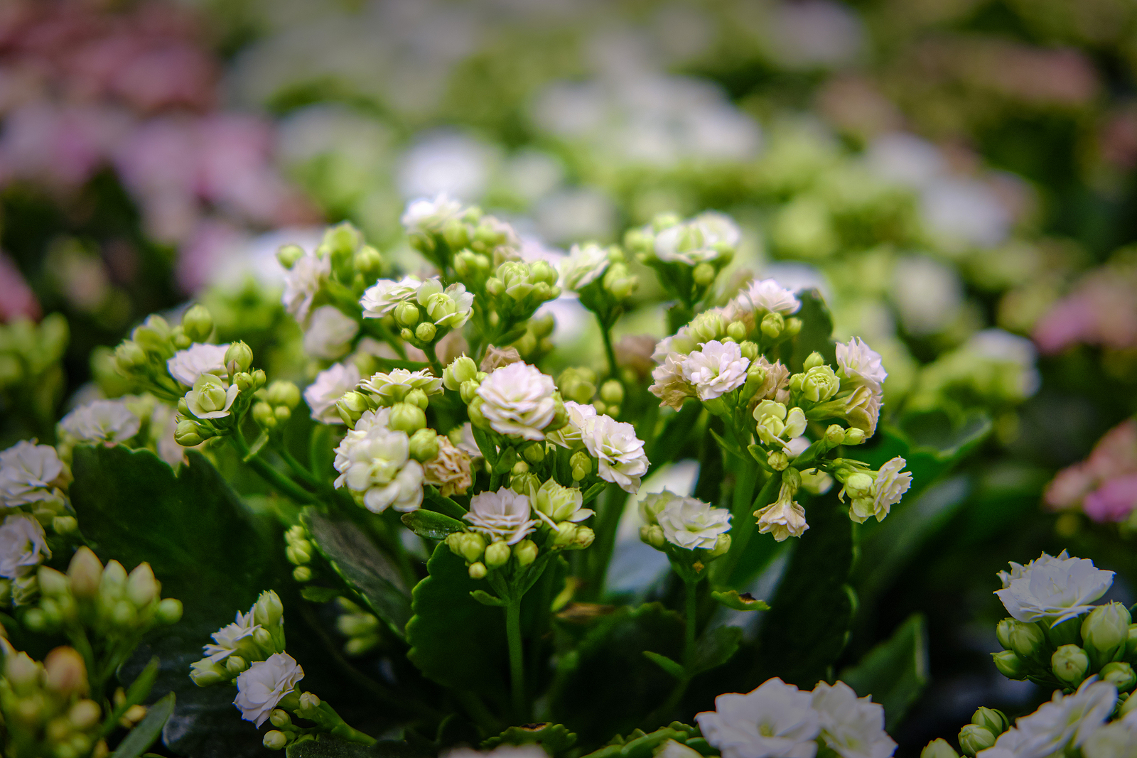 Kalanchoe blossfeldiana 