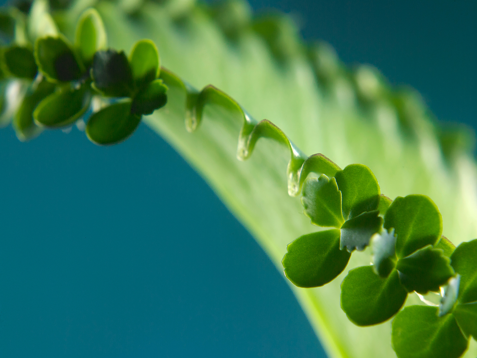 Kalanchoe daigremontiana 