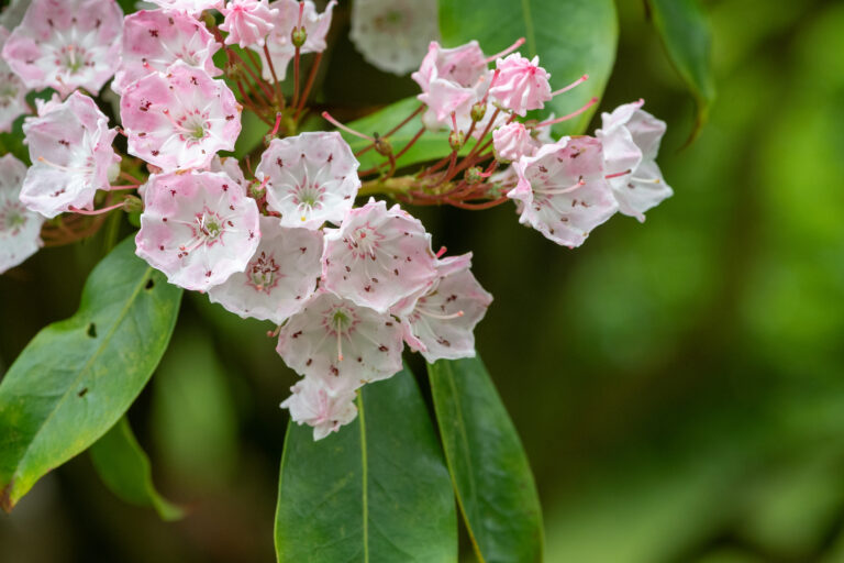 How to Grow Kalmia – Mountain Laurel