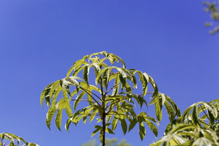 How to Grow Castor Aralia — Kalopanax 