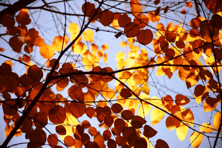 How to Grow Katsura Tree – Cercidiphyllum