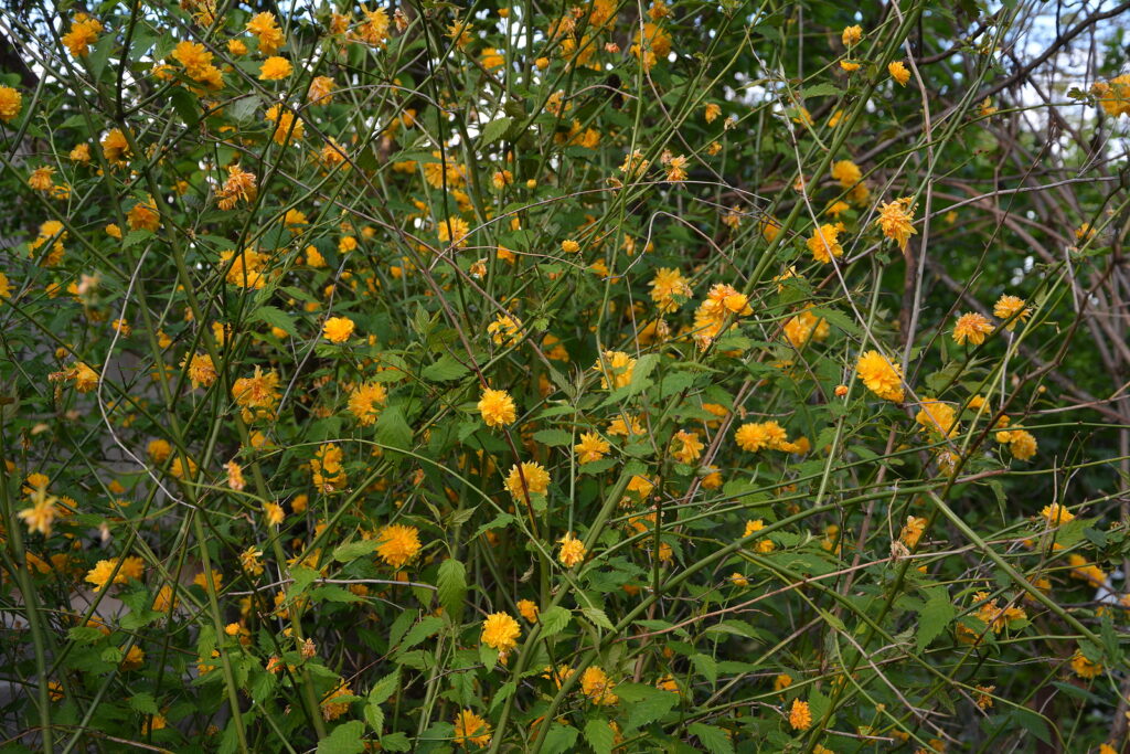 Japanese rose, Kerria japonica
