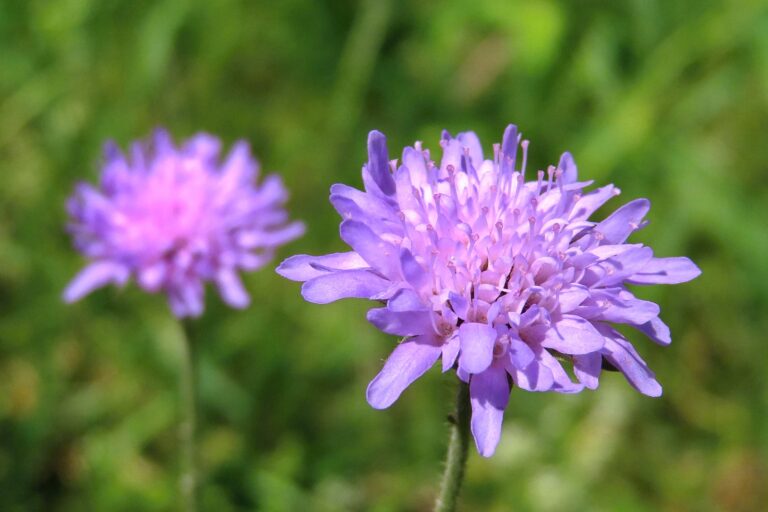 How to Grow Blue Buttons — Knautia 