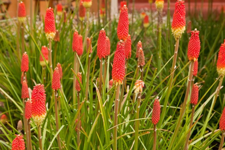 How to Grow Red-Hot Poker — Kniphofia