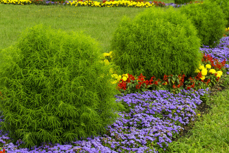 How to Grow and Care for Kochia