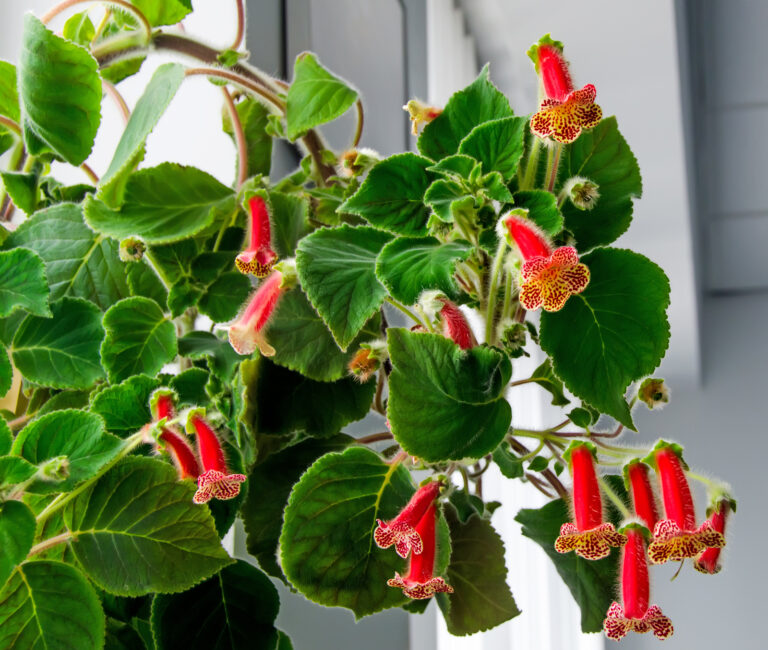 How to Grow Tree Gloxinia — Kohleria