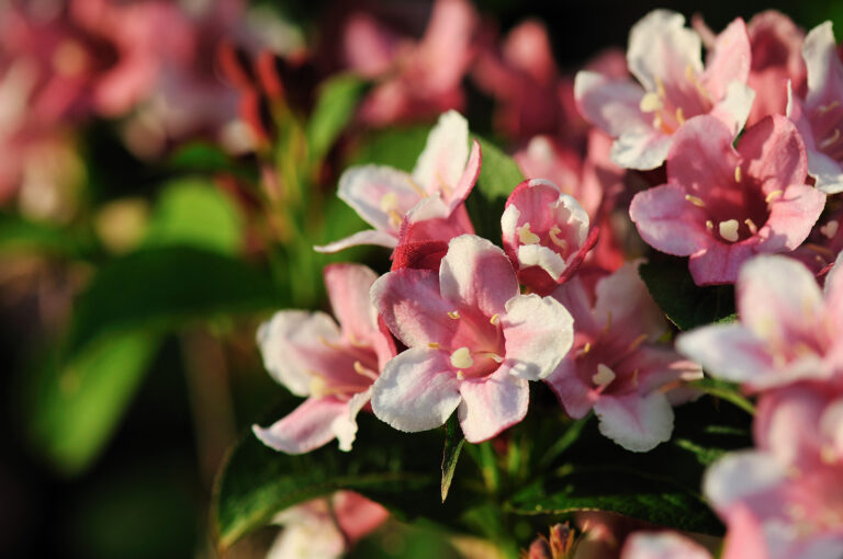 How to Grow Kolkwitzia – Beautybush