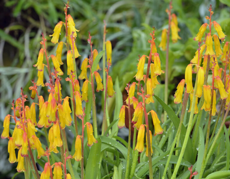 How to Grow Cape Cowslip — Lachenalia