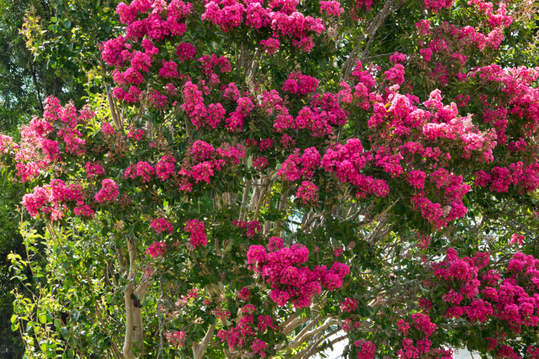 Fast-Growing Trees
