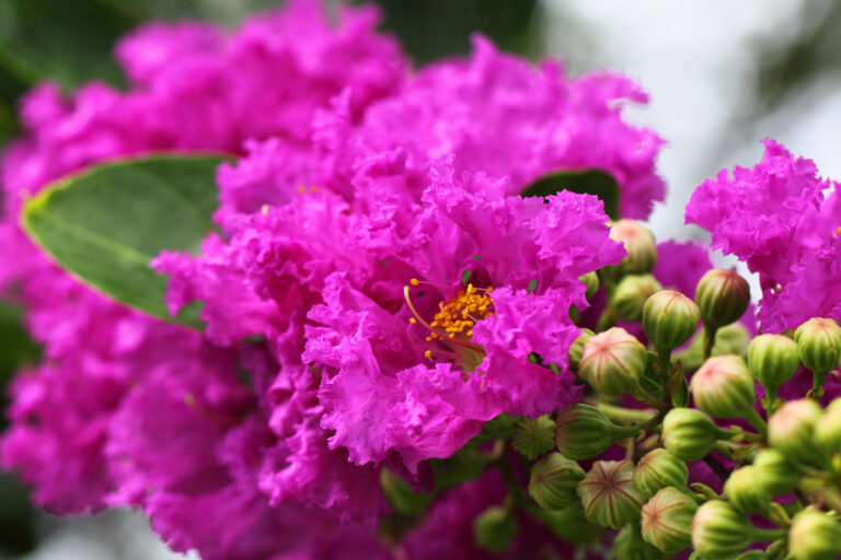 How to Grow Crape Myrtle – Lagerstroemia