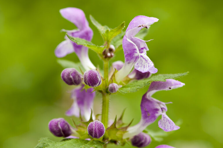 How to Grow Spotted Dead Nettle — Lamium