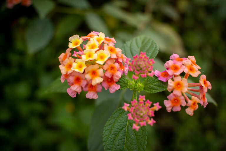 How to Grow and Care for Lantana
