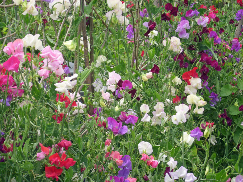 Sweet Pea, Lathyrus odoratus