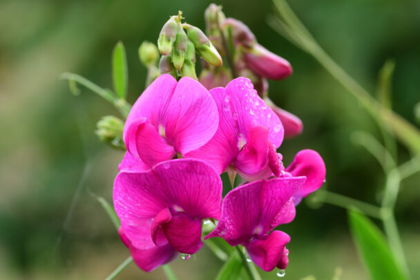 Sweet pea rust rainbow store bundle