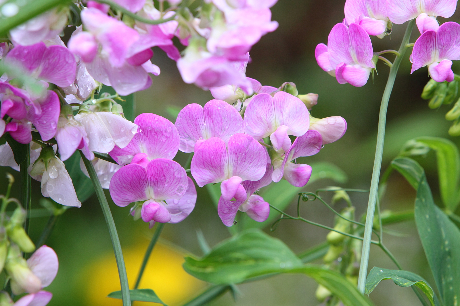 Easiest Annual and Perennial Flowers to Start from Seed