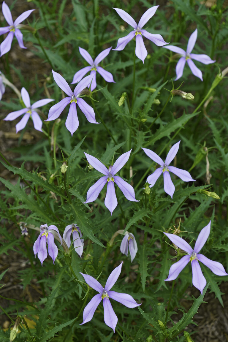 How to Grow Blue Star Creeper — Laurentia 