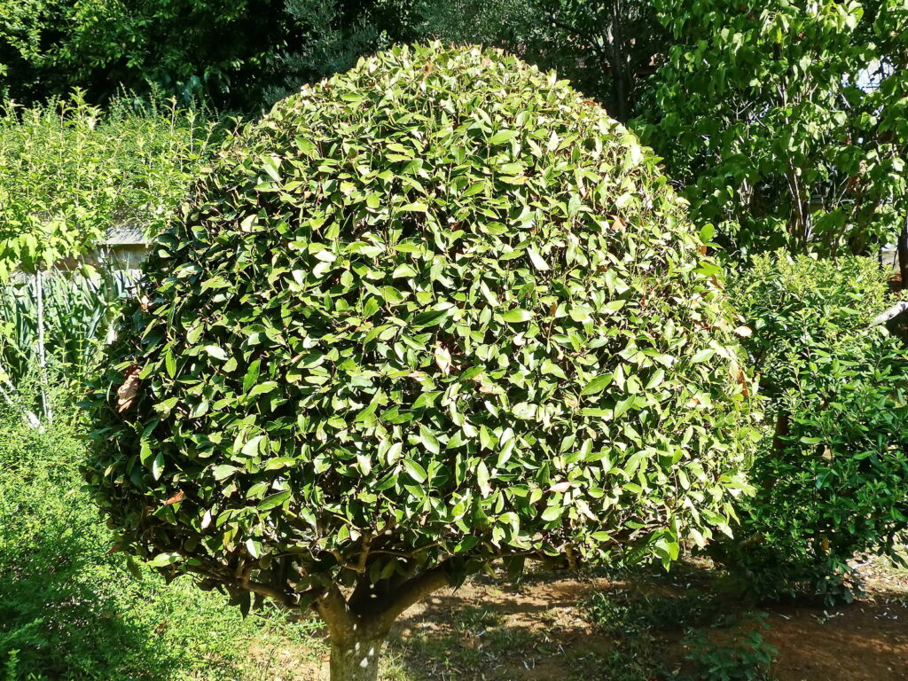 Laurus nobilis, trained as a standard and pruned to globe shade