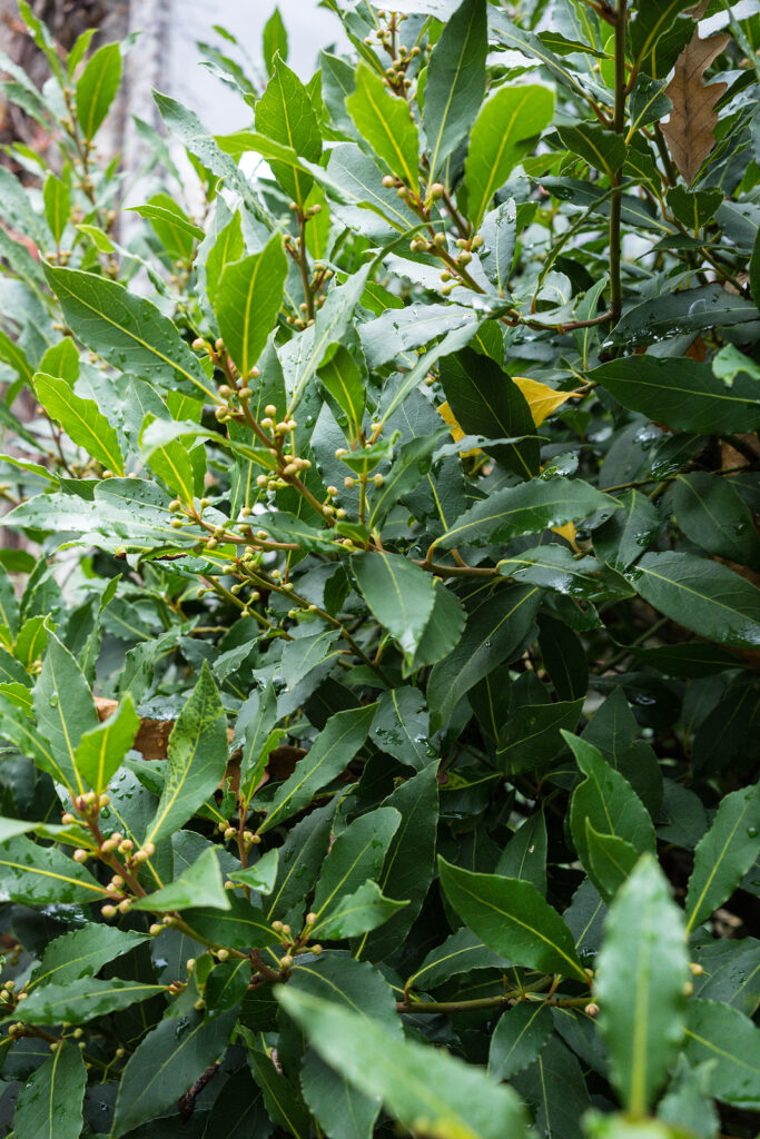 Leaves of sweet bay tree, Laurus nobilis 