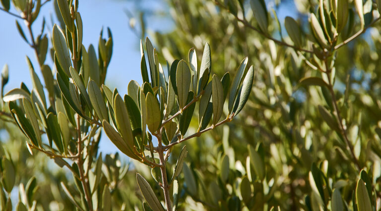How to Grow Sweet Bay —  Laurus