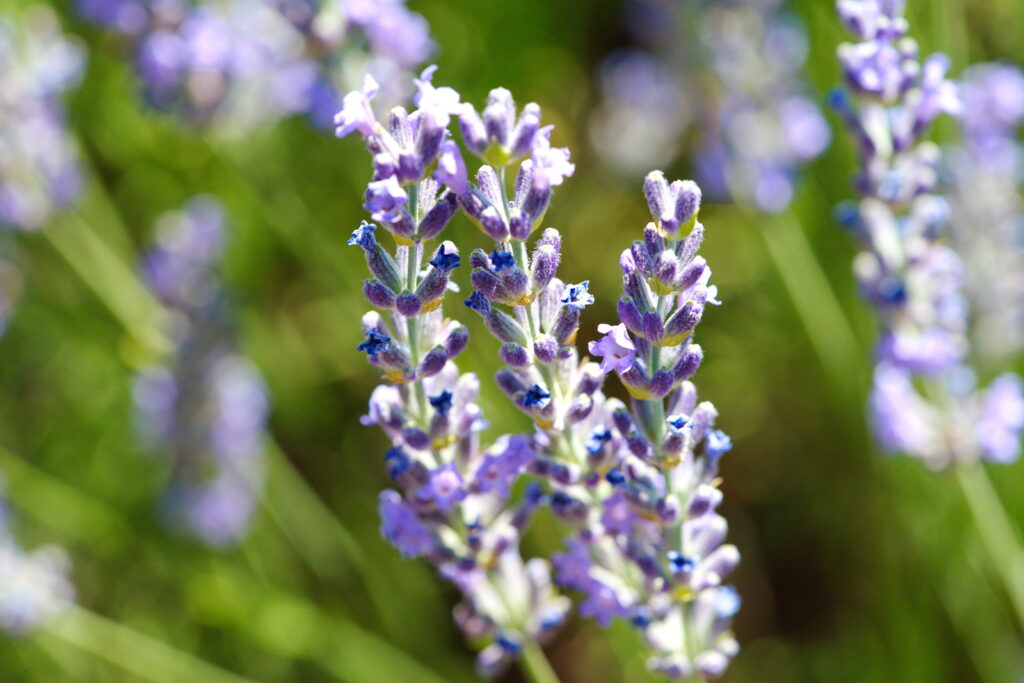 Lavandula angustifolia