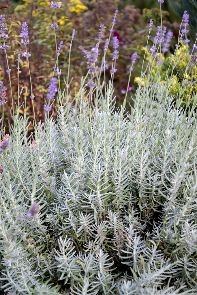 Lavandula angustifolia