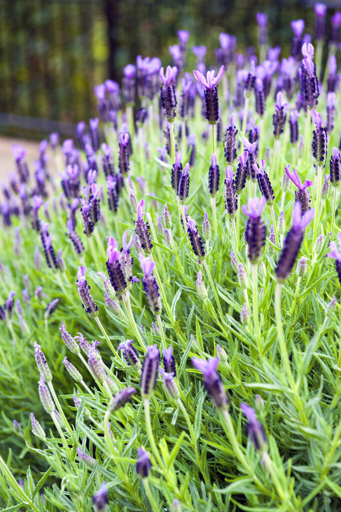 Lavandula dentata 'Monet'