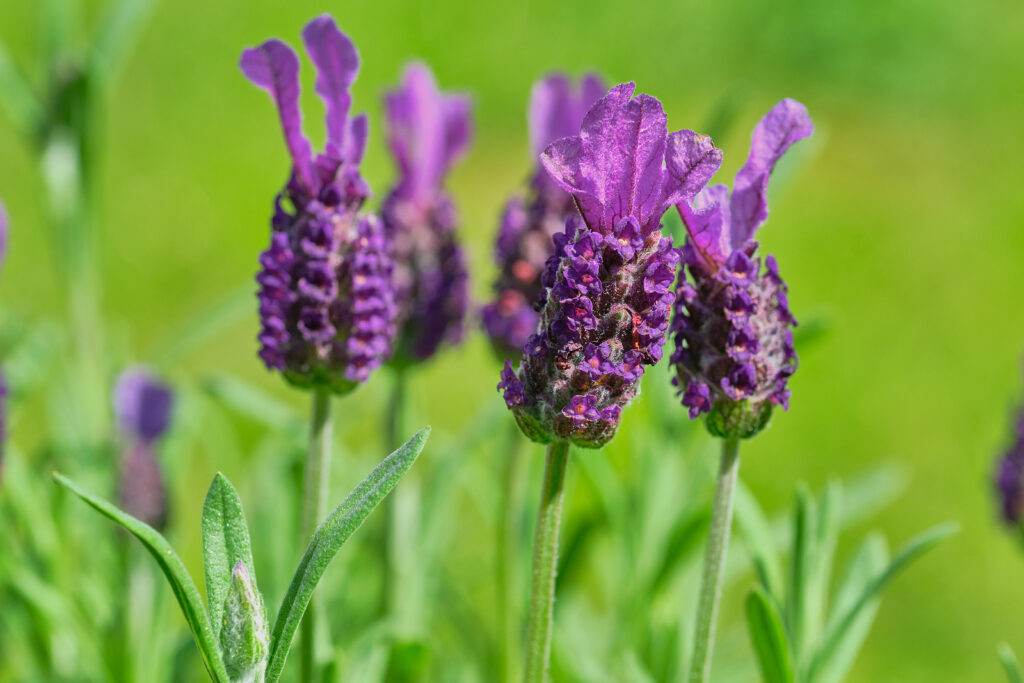 Lavandula stoechas