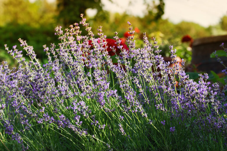 How to Grow Lavender — Lavandula