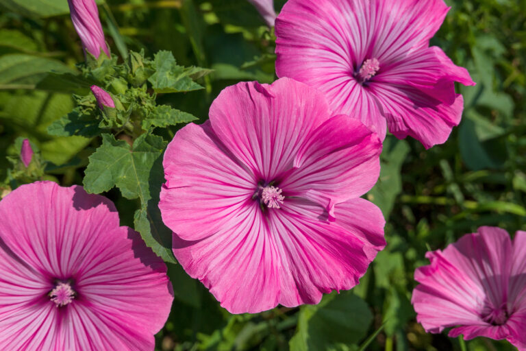 How to Grow Tree Mallow — Lavatera