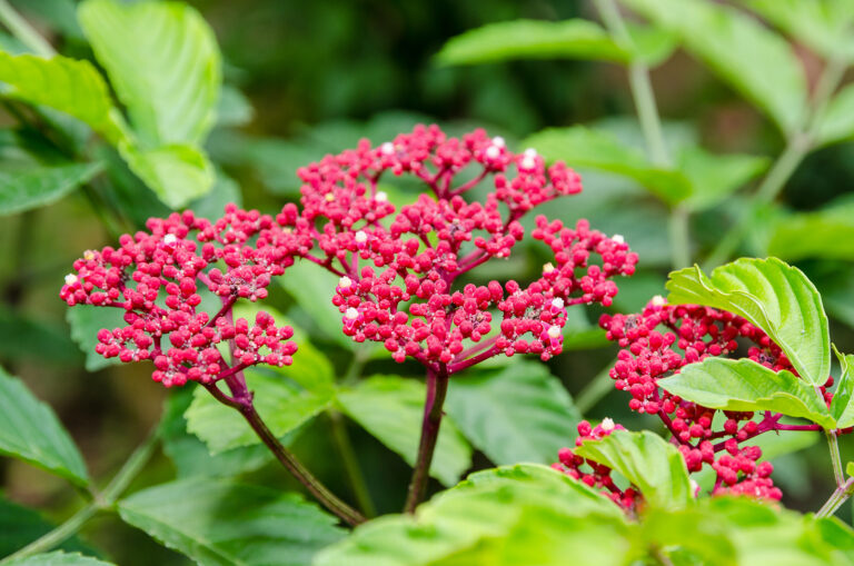 How to Grow West Indian Holly — Leea