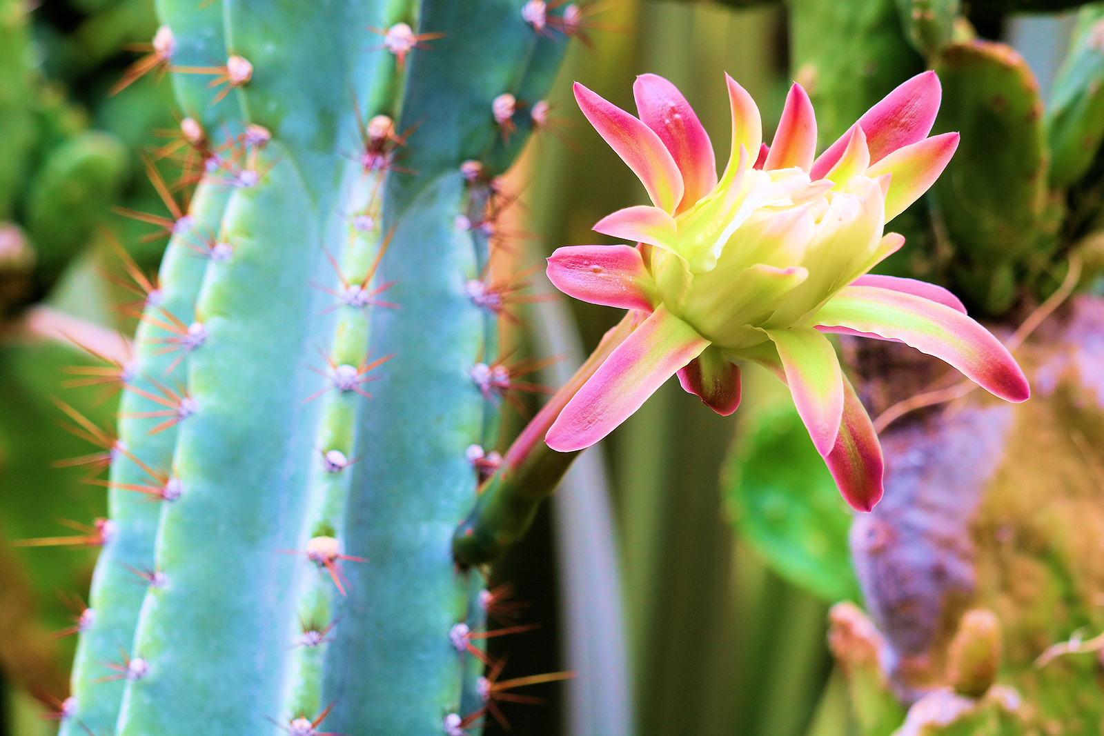 How to Grow Lemaireocereus - Organ Pipe Cactus