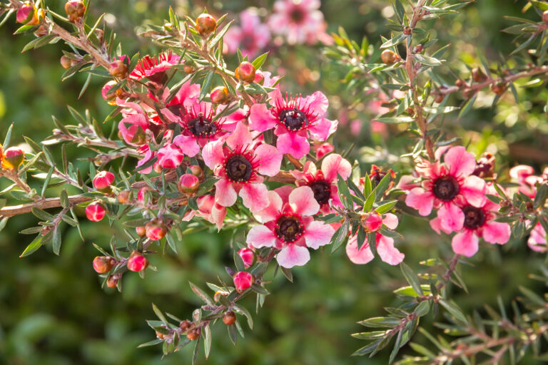 How to Grow Tea Tree — Leptospermum
