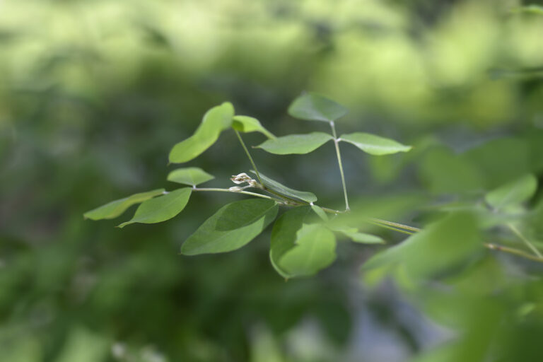 How to Grow Bush Clover — Lespedeza