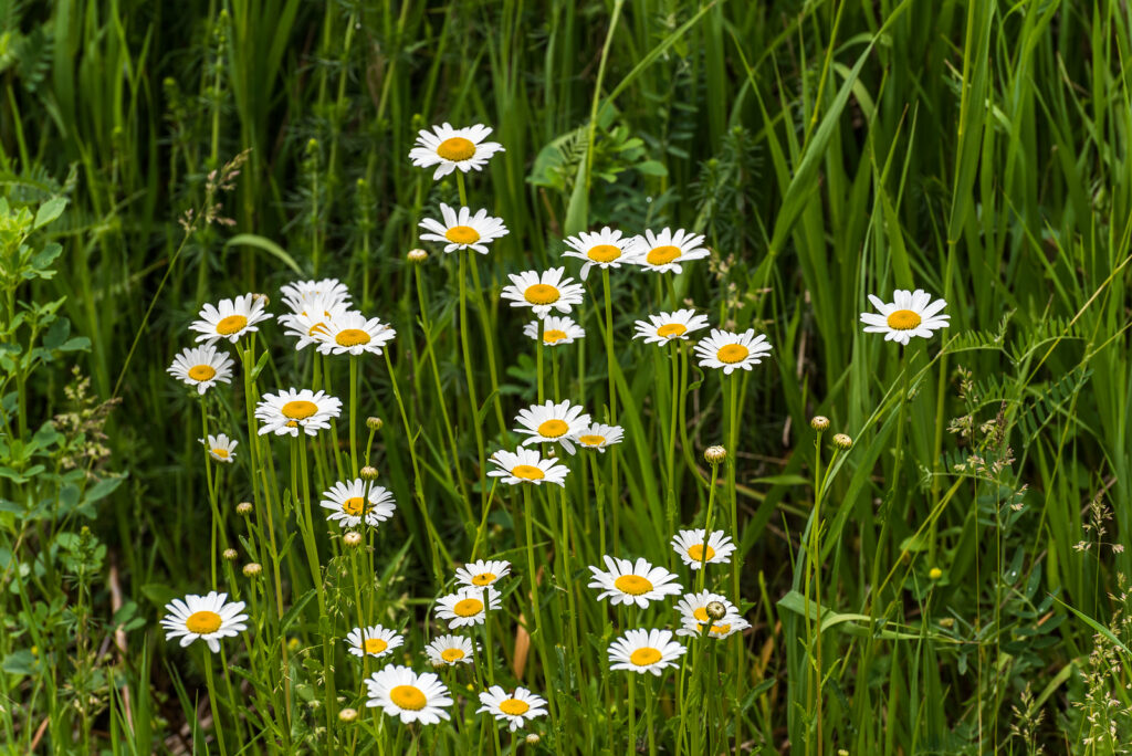 Shasta Daisy flowers, Leucanthemum x superbum.