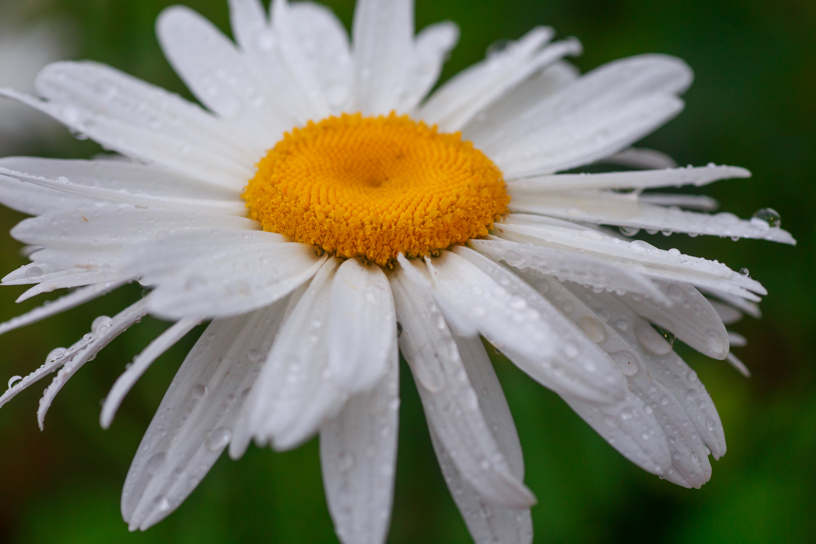 Shasta daisy