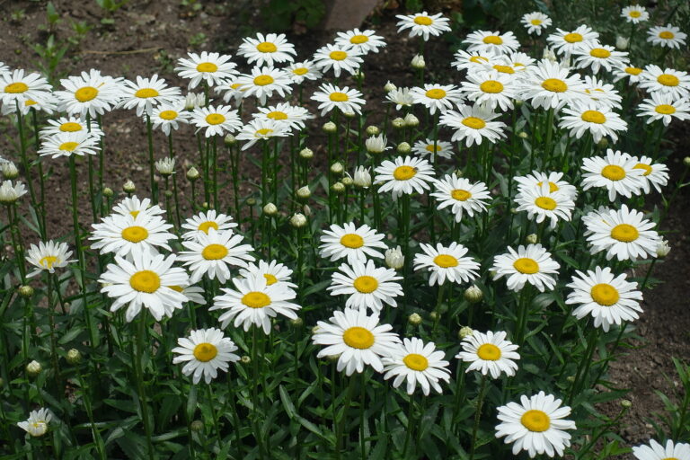 How to Grow Shasta Daisy — Leucanthemum